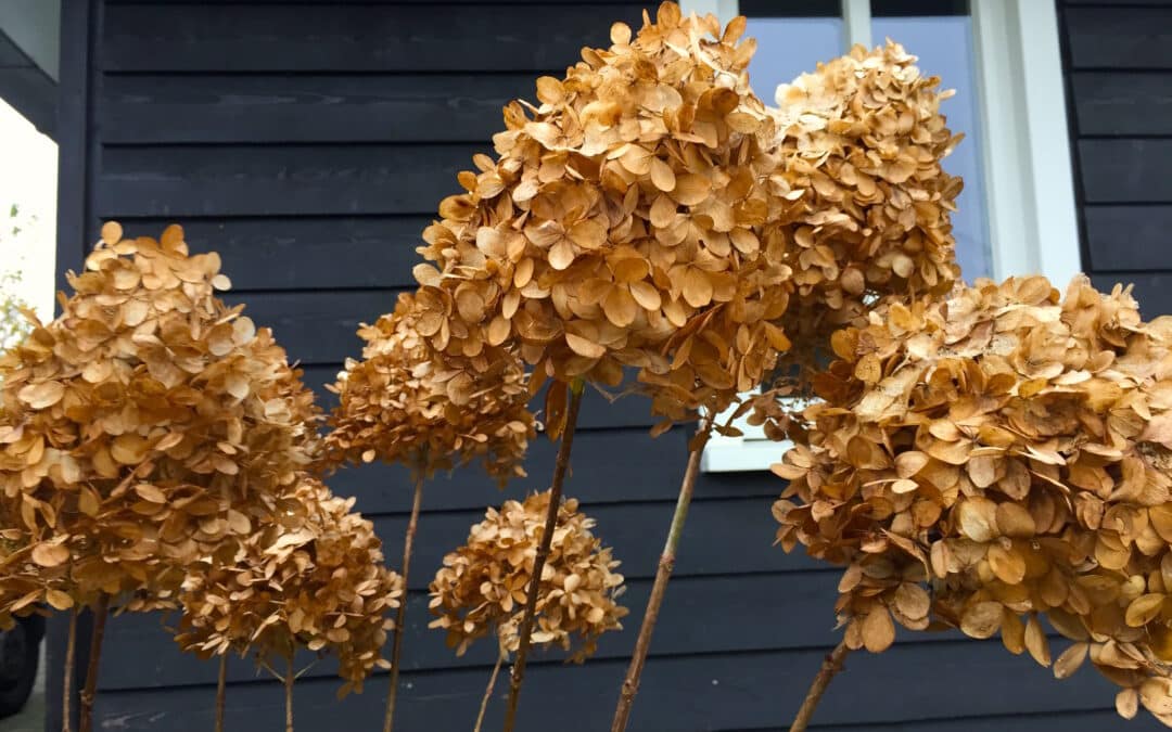 De winterbeurt is dood: leve de winterbeurt!